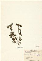 藏品(蓬萊珍(珠萊))的圖片